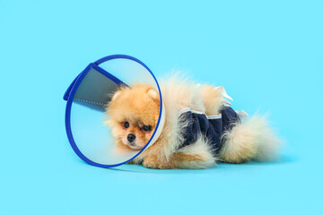 Cute Pomeranian dog in cone and recovery suit after sterilization on blue background