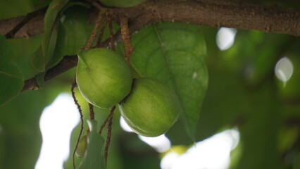 Terminalia catappa on the nature. Also called country almond, sea almond and tropical almond