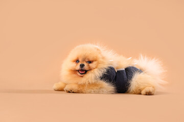 Cute Pomeranian dog in recovery suit after sterilization on lying beige background