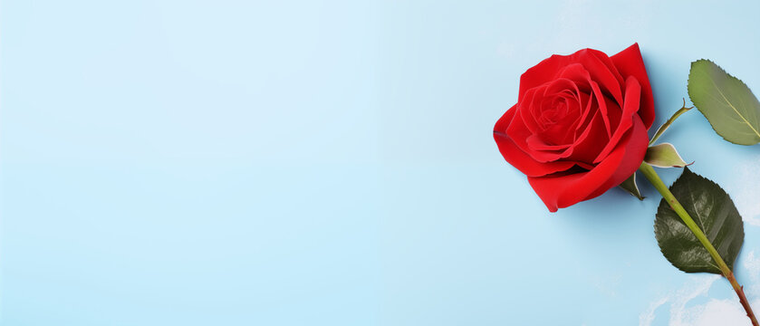 Holiday banner with red rose on light blue background with copy space for Valentine's Day