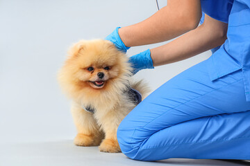 Veterinarian with Pomeranian dog in recovery suit after sterilization on light background, closeup