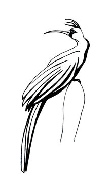 Black and white silhouette of a crested paradise bird perched on a branch for Happy Earth Day. Isolated cartoon image for the World Day of Migratory Birds. Graphic illustration for a coloring book.