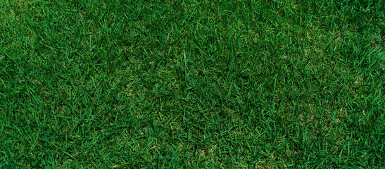Green grass texture background Close up, top view