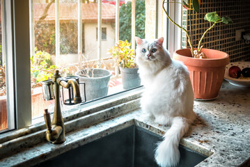 White cat with blue eyes sitting near the window and kitchen sink