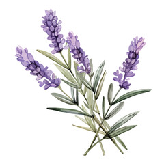 Pressed Lavender Clipart clipart isolated on white background
