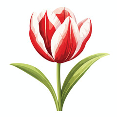 Red and White Tulip clipart isolated on white background