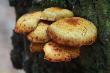 mushrooms in the forest