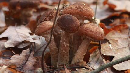 mushrooms on the tree