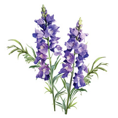 Rocket Larkspur clipart isolated on white background