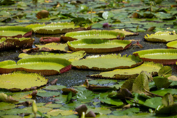 World famous pond with giant water lilies in the botanical garden of Pampelmousses, Mauritius island