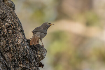 Jungle Babbler - Argya striata, shy hidden brown perching bird from South Asian forests and woodlands, Nagarahole Tiger Reserve, India. - 763317121