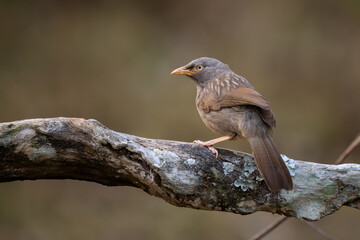 Jungle Babbler - Argya striata, shy hidden brown perching bird from South Asian forests and woodlands, Nagarahole Tiger Reserve, India. - 763317136