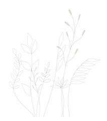 Vector set of graceful twigs with leaves, line drawn plants. 