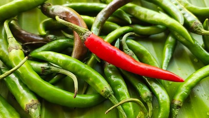 One ripe and raw red colour Indian birds eye hot chilli pepper isolated between organic green colour chili peppers. India spice agriculture and harvest concept. Closeup macro detail top view.