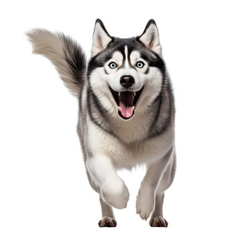 Full Body Image of a Happy Siberian Husky Dog in Playful Run, Isolated on Transparent Background, PNG