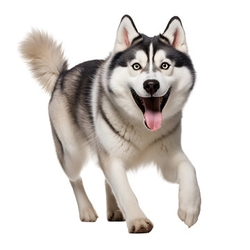 Siberian Husky Dog Running and Playing: A Full Body Image of Happiness, Isolated on Transparent Background, PNG