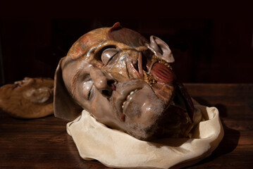 Wax anatomical model of human head. Close up..
