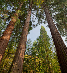 Mammutbäume, Dunkelsteiner Wald, Göttweig, Niederösterreich, Österreich