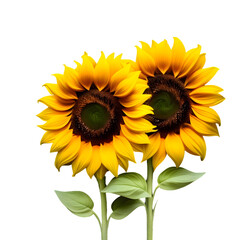 Obraz premium Two sunflower isolated on white background png 