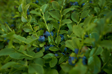 wild blueberry