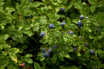 wild blueberry