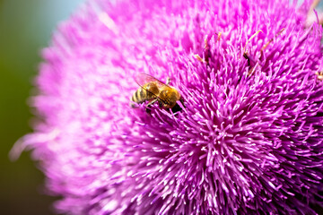 Bee collects nectar from milk thistle flowers - 763319329
