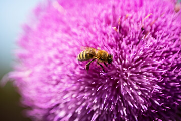 Bee collects nectar from milk thistle flowers - 763319390
