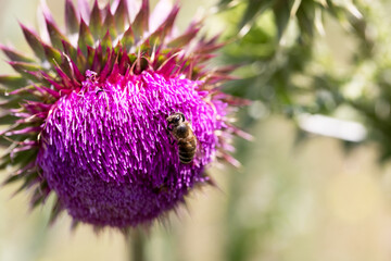 Bee collects nectar from milk thistle flowers - 763319511