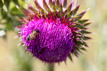 Bee collects nectar from milk thistle flowers - 763319570