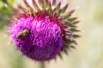 Bee collects nectar from milk thistle flowers - 763319574