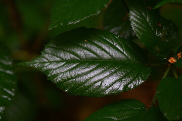 leaf with dew drops