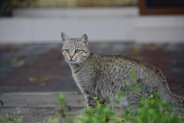 Grey Tabby Cat