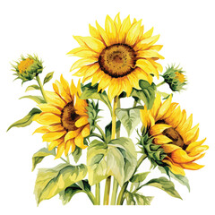 Sunflower Fields Watercolor Clipart 