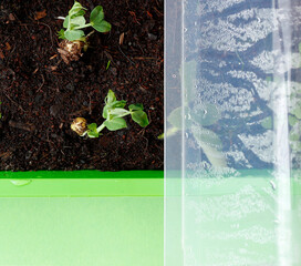 Top view of small pea plants in a green plastic hotbed cultivated at home. Young pea shoots in a...