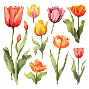 Tulips Clipart isolated on white background 
