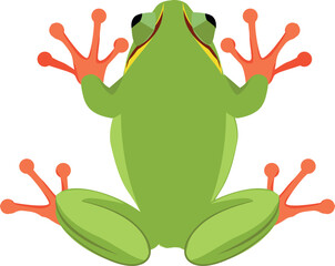 Green frog. Jumping wild animal. Toad top view
