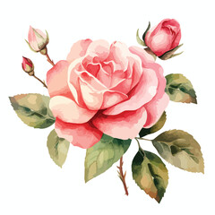 Vintage Rose Watercolor Clipart 