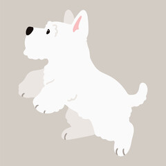 Fototapeta premium Simple and adorable white Scottish Terrier illustration jumping flat colored