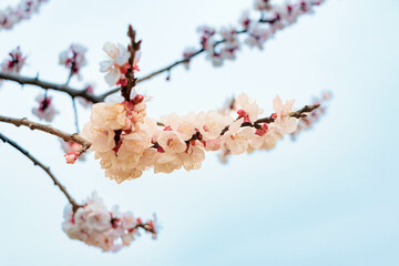 春のおとづれを告げる桃の花