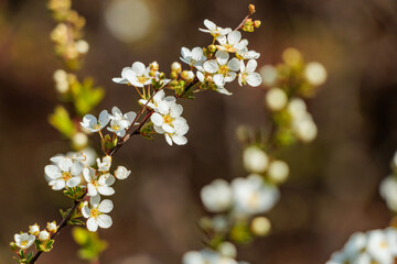 可愛い白い花を連ねるカスミソウ