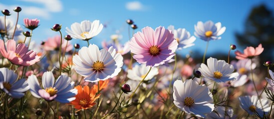 view beautiful flowers bloom with blue sky in the spring field - obrazy, fototapety, plakaty