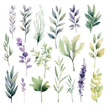 Watercolor Botanical Herb Clipart