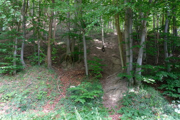 FU 2022-07-29 EckKiel 1224 Im Wald führen Wege den Hang hinauf