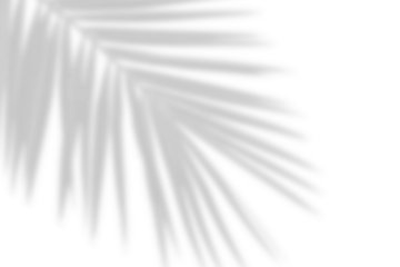 Palm lef shadow. tropical palm leaves shadow decoration. Shadow of tropics palm branches on a transparent background. Summer design elements