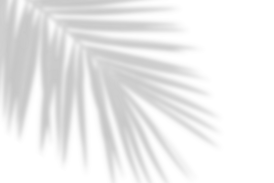 Palm lef shadow. tropical palm leaves shadow decoration. Shadow of tropics palm branches on a transparent background. Summer design elements