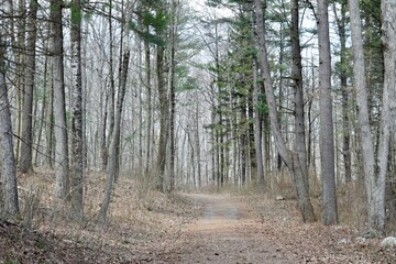 path in the woods
