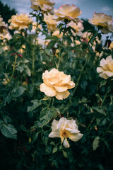 yellow rose in a garden