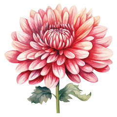 Watercolor Chrysanthemum Clipart 