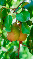 Vertical photo of a pear on a branch with green leaves on a sunny day. Pests that eat plants. Green, yellow pears. Sunny summer day. Ripe fruit. Fruit bearing tree. Delicious fruits. Food.