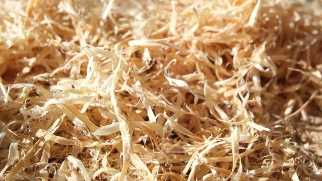 Extreme close up of oak chainsaw shavings made after cutting log or timber into stumps preparing to split it into firewood.